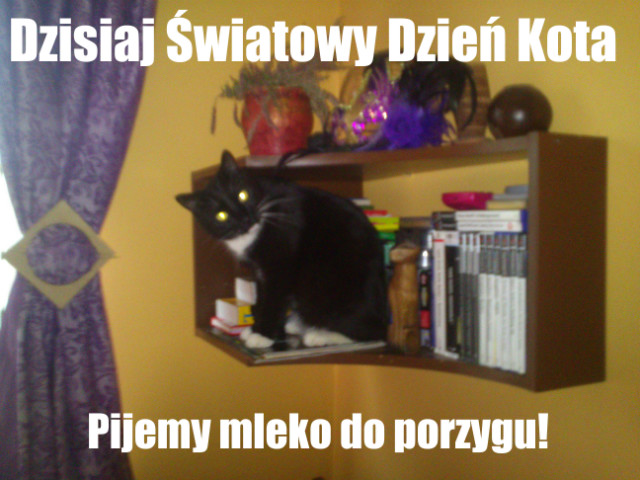 wiatowy Dzie Kota