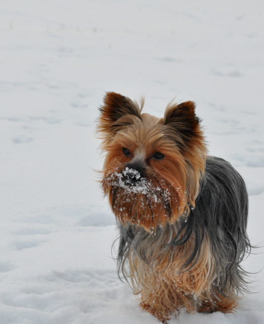 snow.