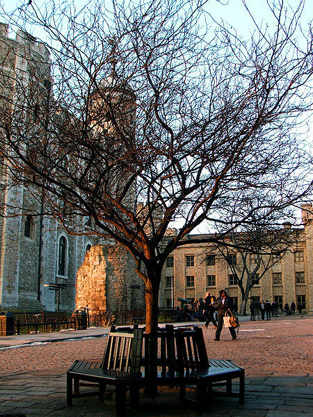 Sunset tree