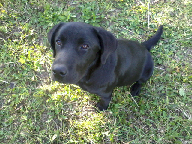 beluu..