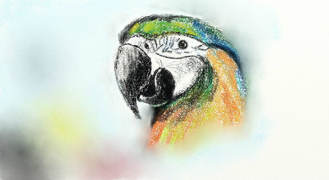 my parrot