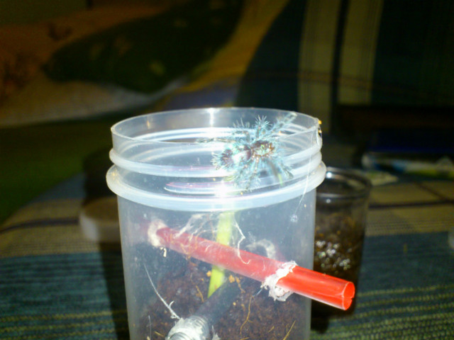 avicularia versicolor 