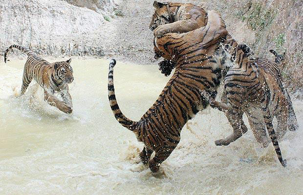 tiger