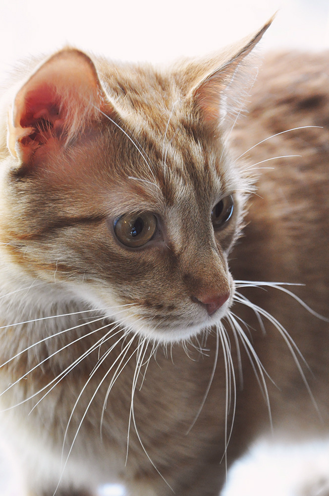 kitty