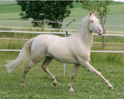 Ko Albinos (American carem)