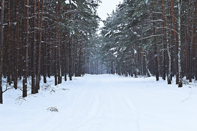 forest