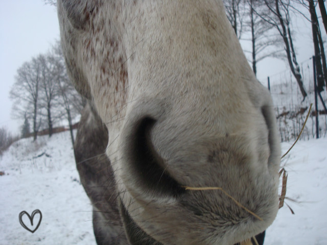 prawie galop.