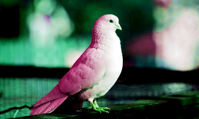pinkdav