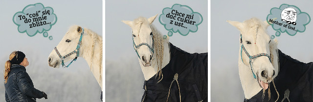 Rozmowy z moim koniem :-)