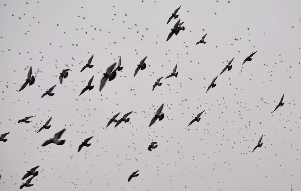 Birds
