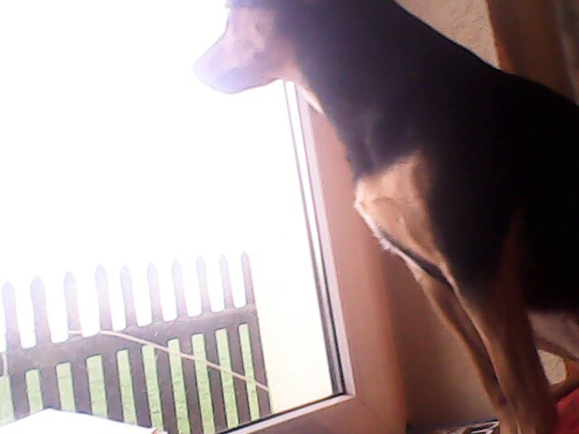 daysy