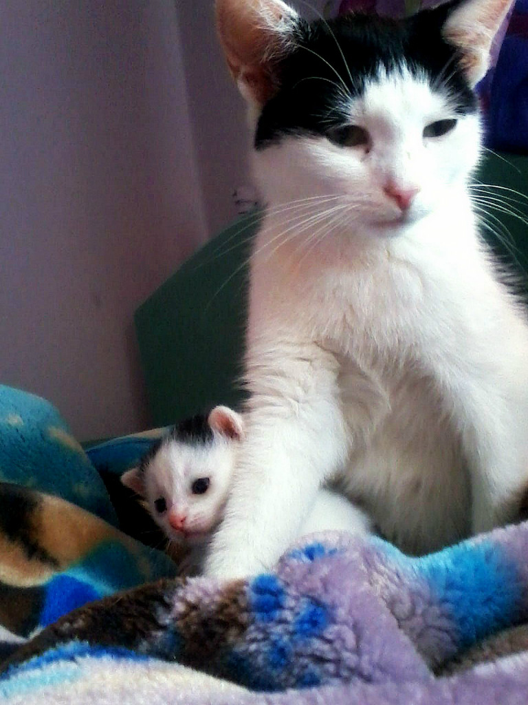 kittens