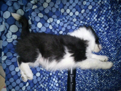 Puma! :D