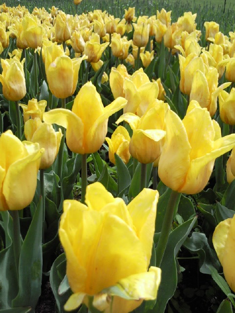 Ogrd Botaniczny 