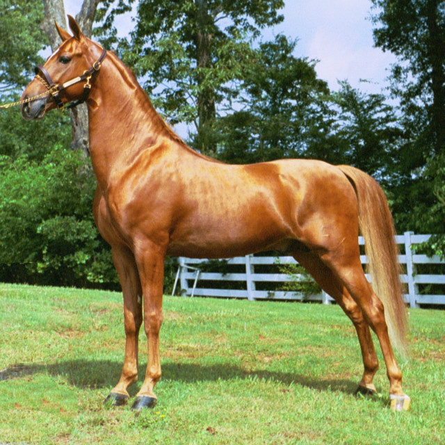ko American Saddlebred