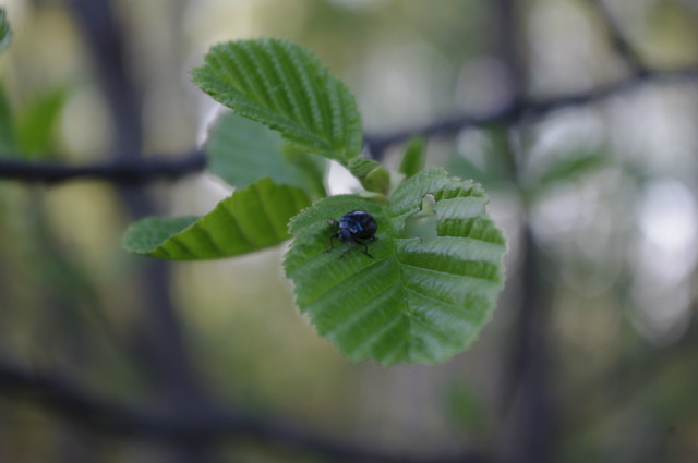 wiosna