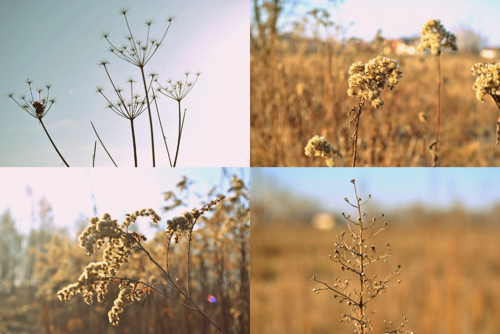 spring's almost here II