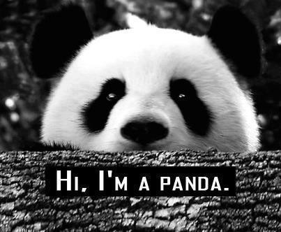 panda