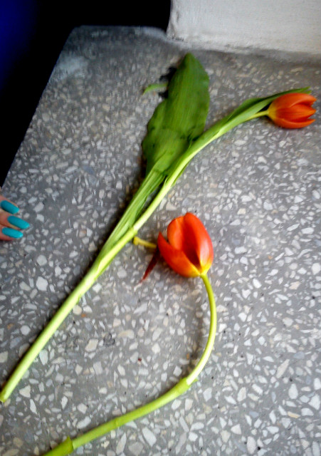tulipany. brak sensu.
