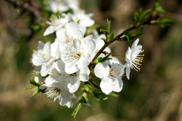 sobota