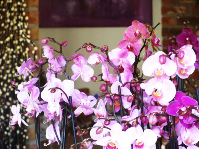 Orchidea.