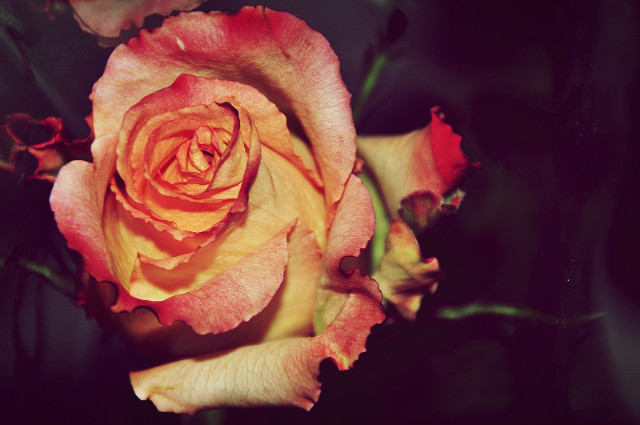 Rose- color edition ;)