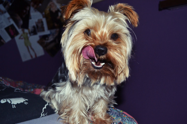 Elvis ! 