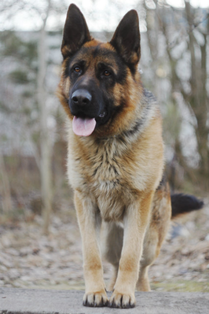 Cezar:*