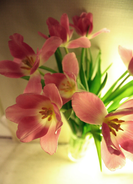 TuliPany