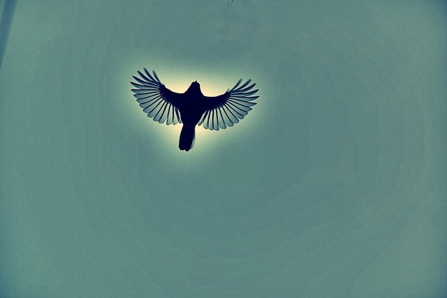Fly.