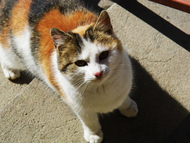 kote