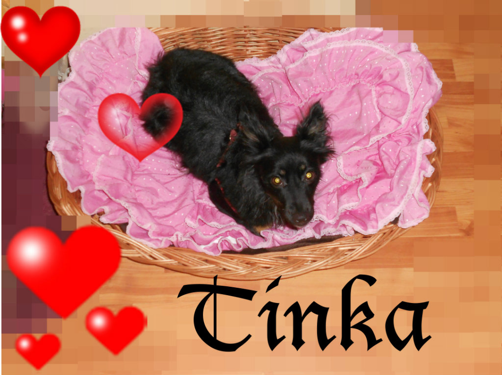 Psinka moja 