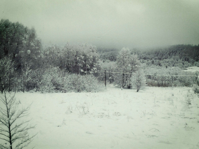Trees.