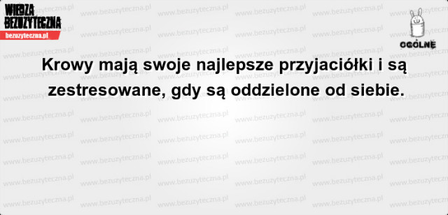 87-krowsy