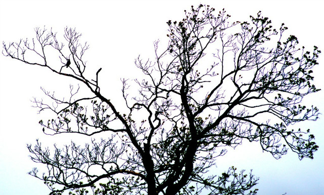 Blackbird