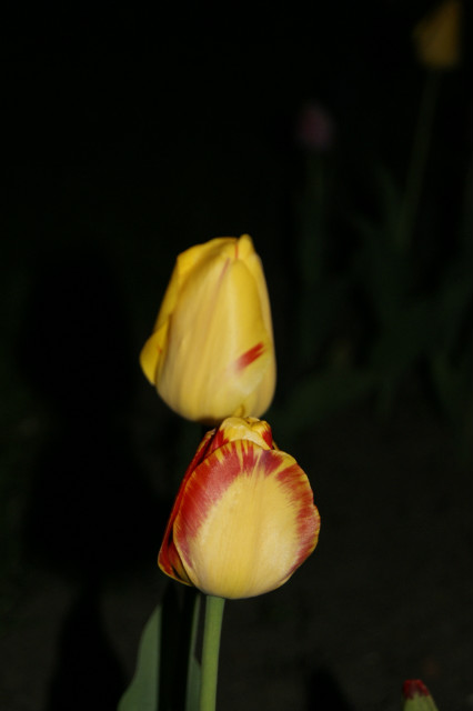tulipany