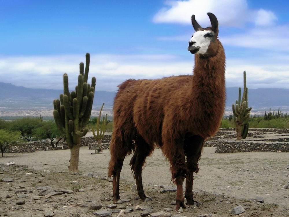Lama :3