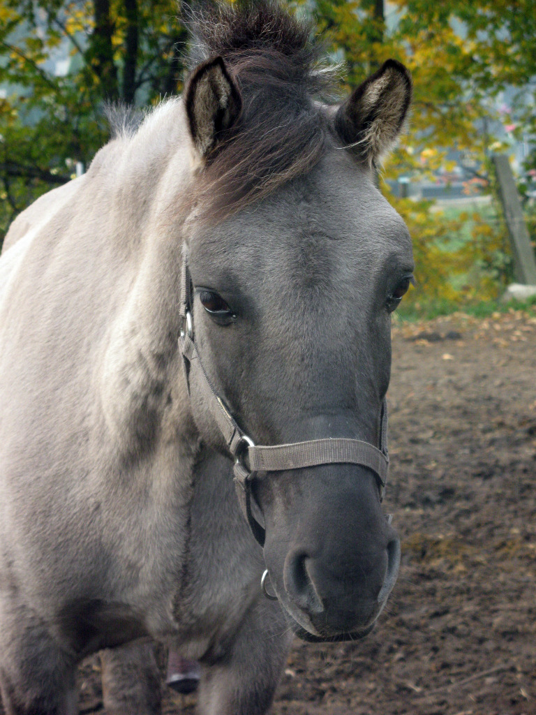 Najkochaszy 