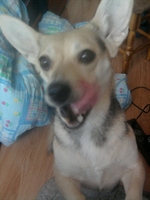 Bafi 