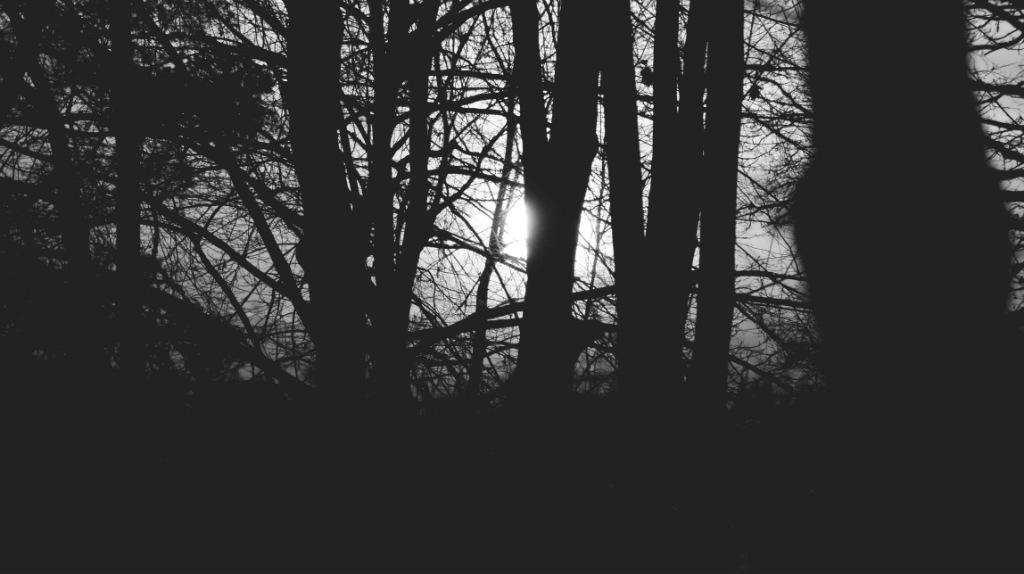spring forest