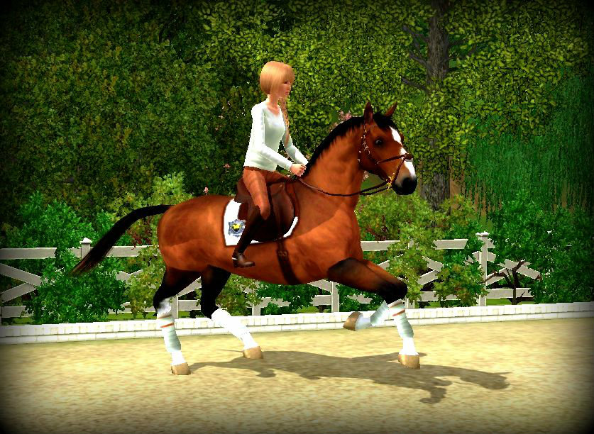 Gasterica S & Lana