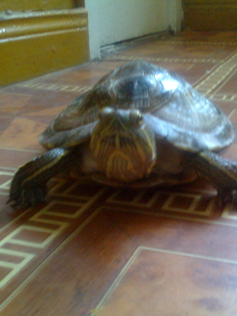 ADOLF :)