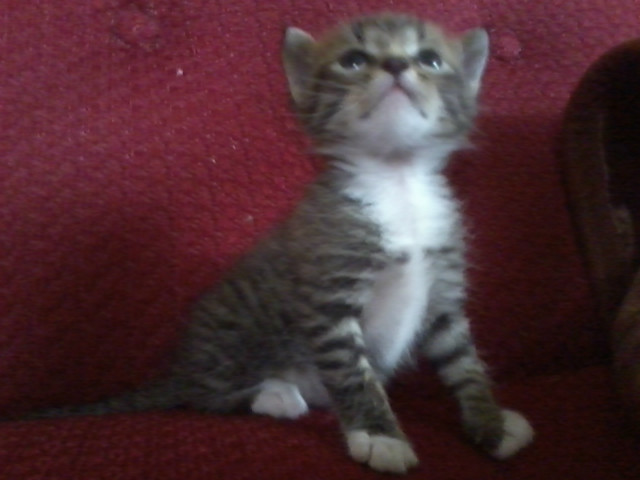 Rojbeer ;*