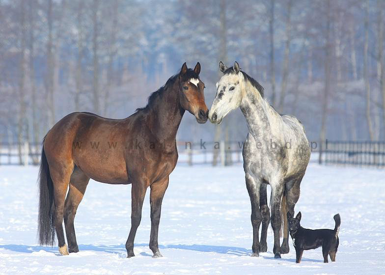 Lokis&Nider