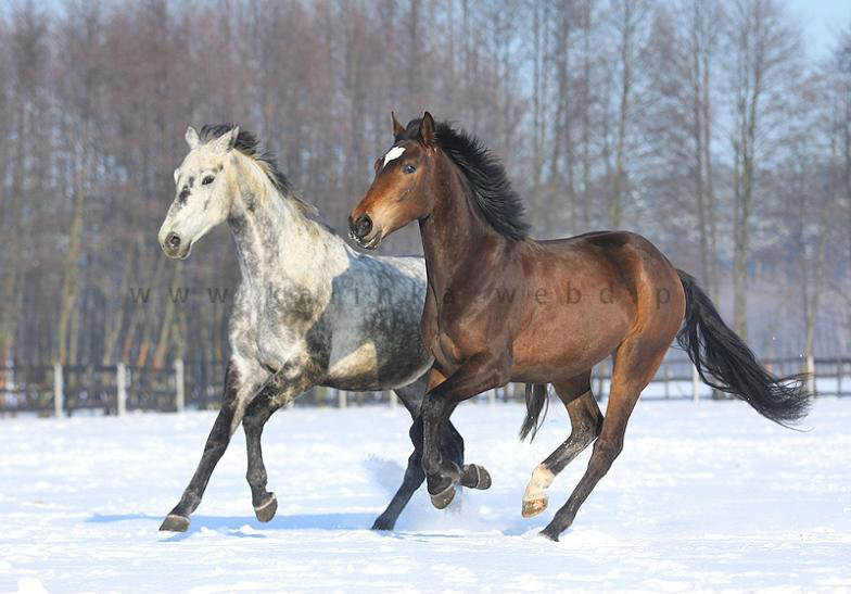 Lokis&Nider
