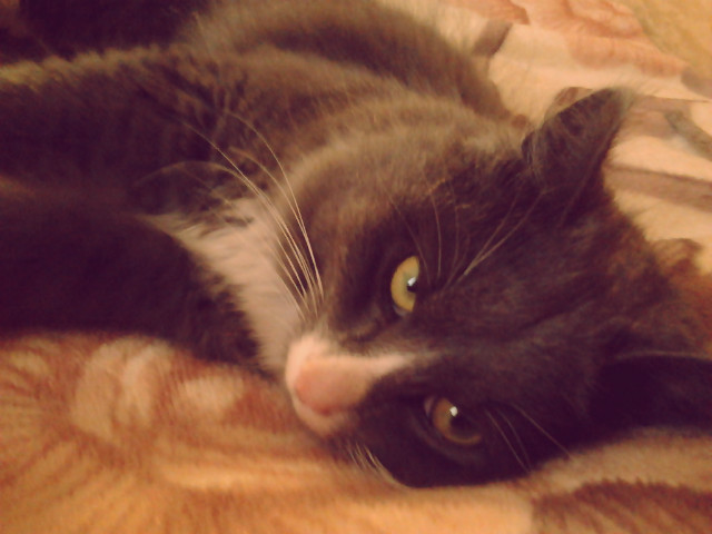 Demonisko < 3