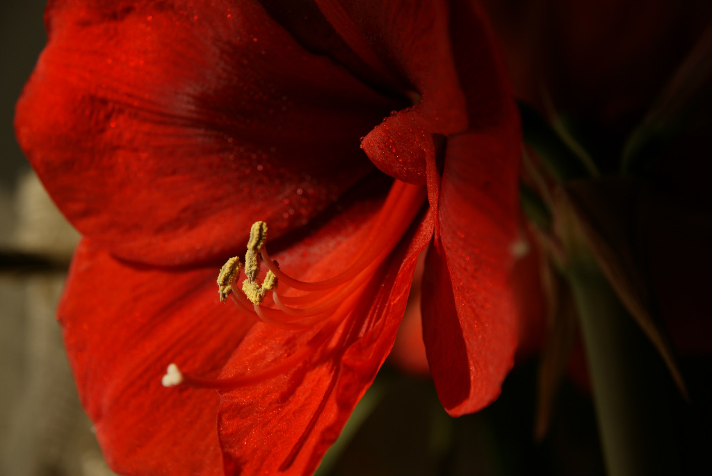 Zwartnica(Hippeastrum)