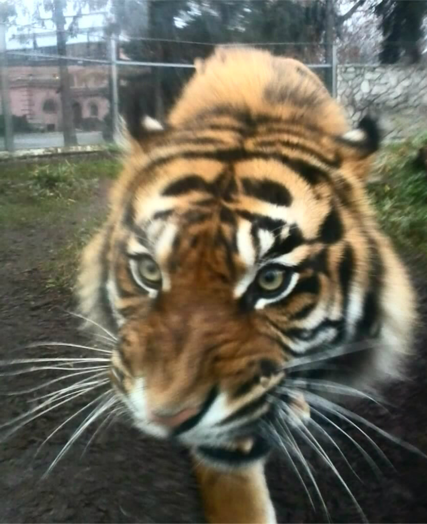 Mrrrrrr < 3 
