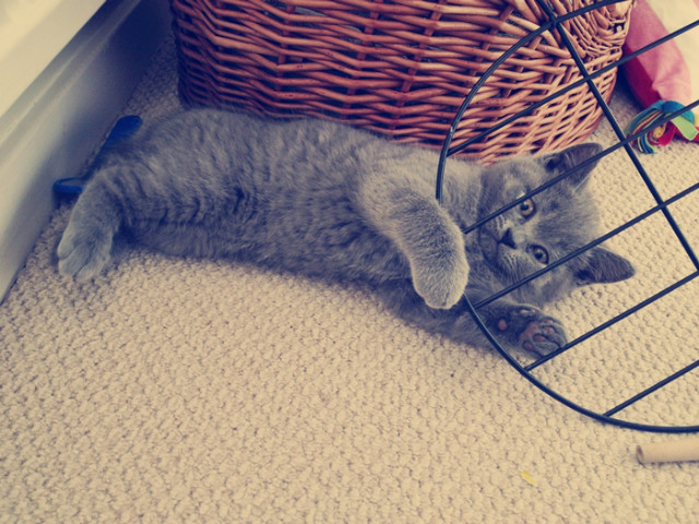 Fluffy :)