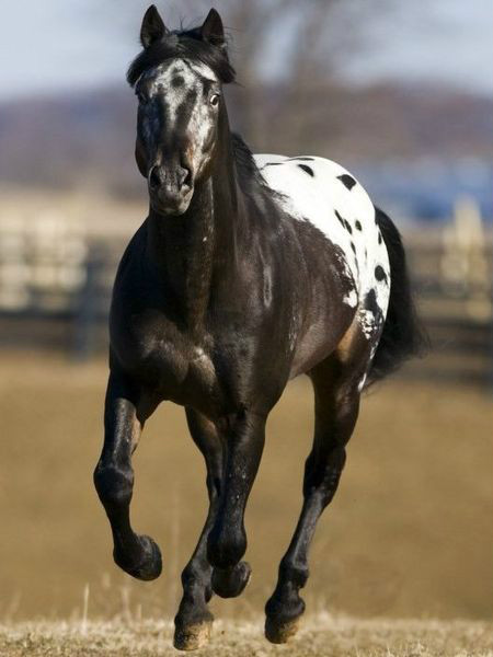 ko rasy Appaloosa